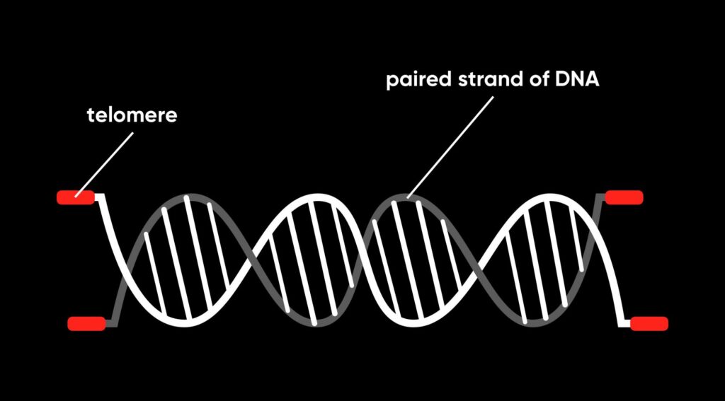 Image of a DNA strand